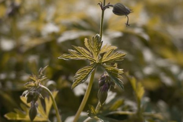 a350 +Sony 50mm f/1.4