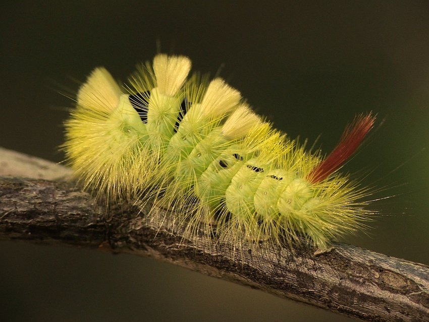 Szczotecznica Szarawka...