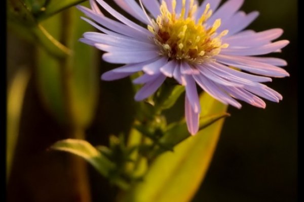 ostatni w tym sezonie...