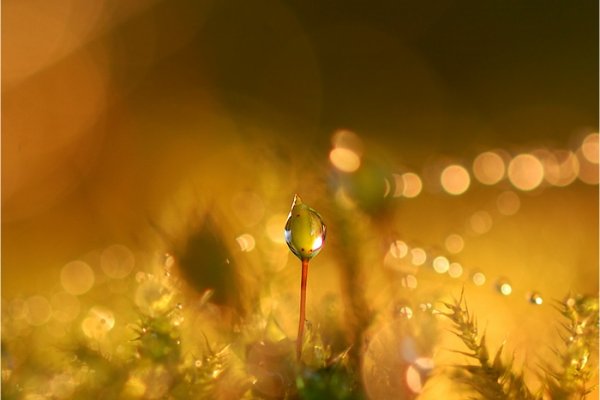 Nikonowski żółty:)