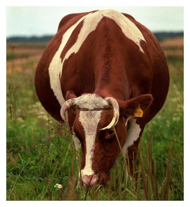 Modelka: Paula. Wizaż: Natura Sama z Japonii