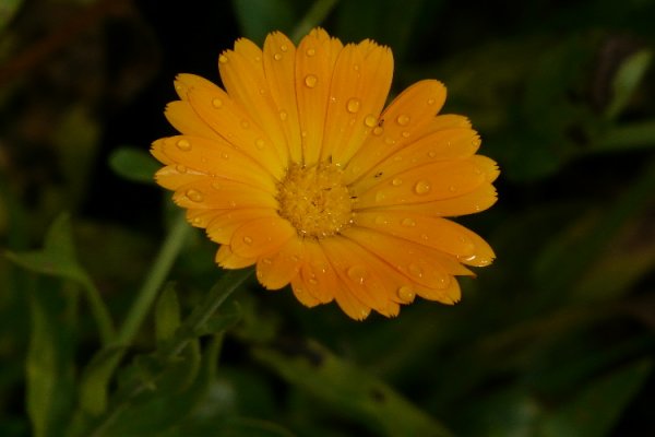 male, żółte z kropelkami :)