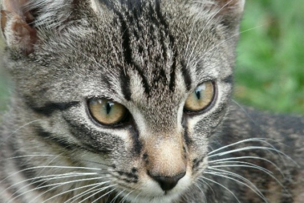 Czester po raz pierwszy