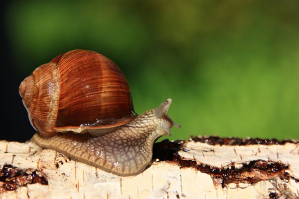 "Powiedz, dokąd znów wędrujesz..."