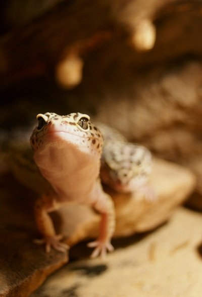 gekon lamparci, a nawet dwa. tylko jeden bardziej.