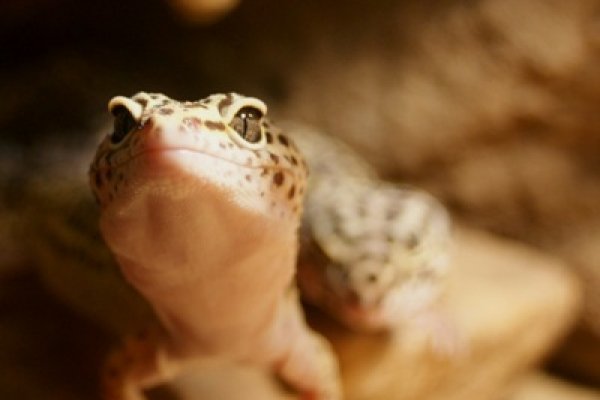 gekon lamparci, a nawet dwa. tylko jeden bardziej.