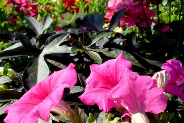 Kwiaty z Saint Cloud