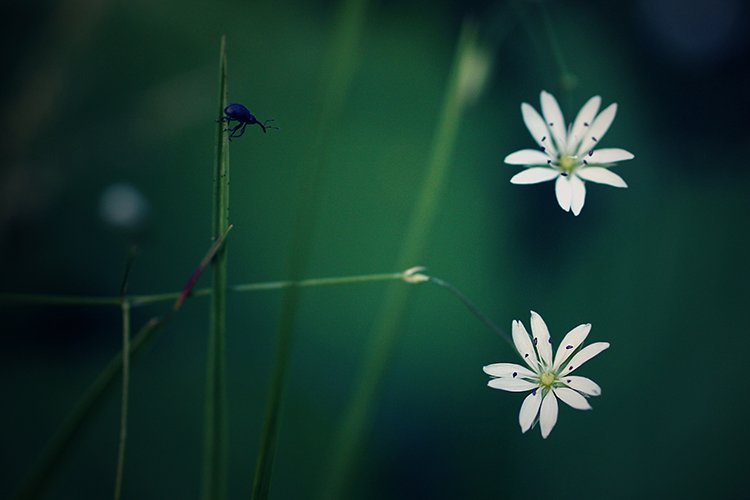 Skoczyć czy nie skoczyć...