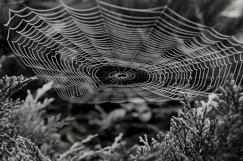 spidersweb