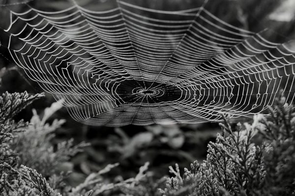 spidersweb