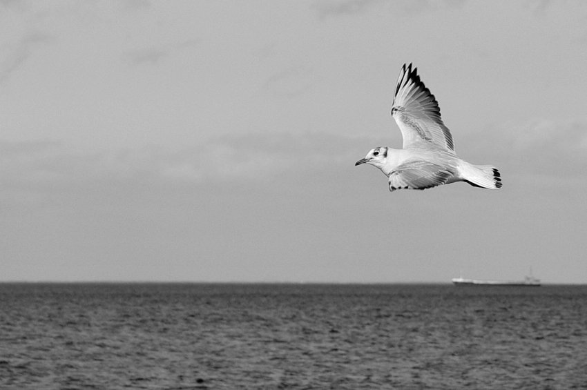 One flew over the... ship