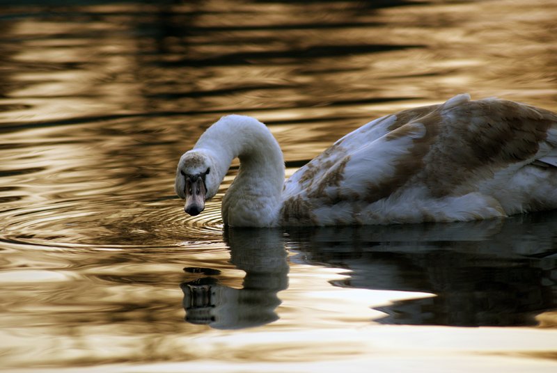 Przyczajony... Łabądź