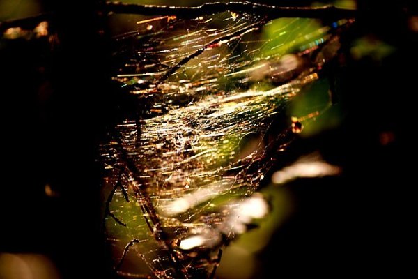 Pajęczyna w świetle.