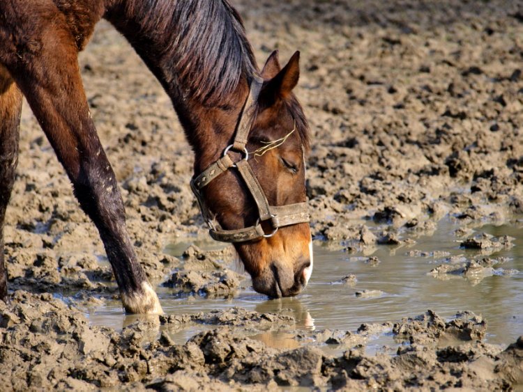 świeża woda zdrowia doda