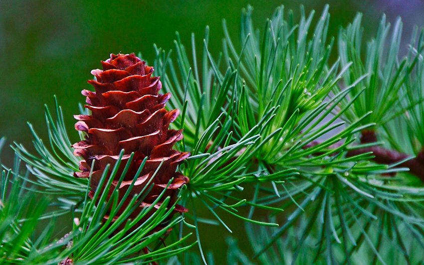 modrzewiowa piękność